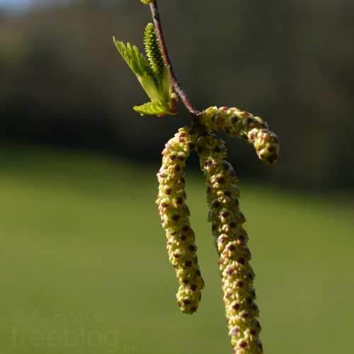 Betula pubescens - Downy Birch - Future Forests