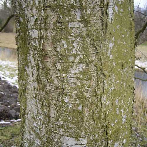 Betula pubescens - Downy Birch - Future Forests