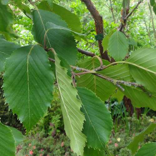 Betula utilis Jaquemontii - White Himalayan Birch - Future Forests