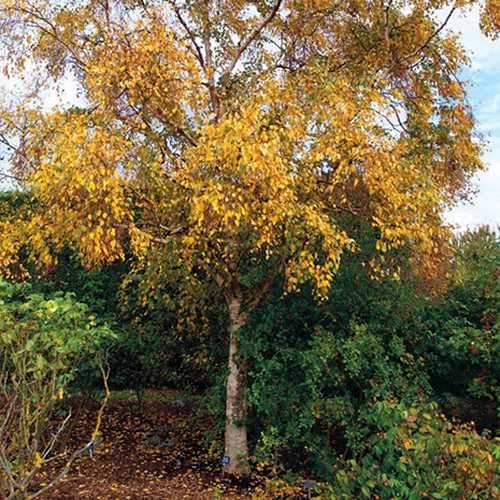 Betula utilis Long Trunk - Future Forests