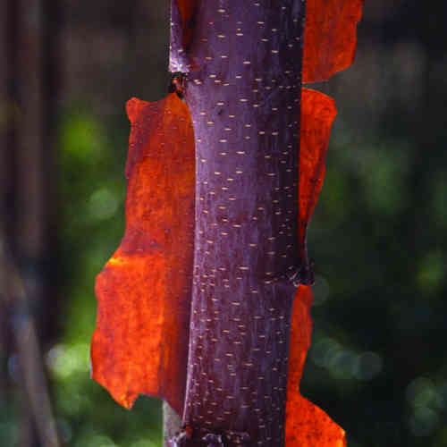 Betula albosinensis China Ruby