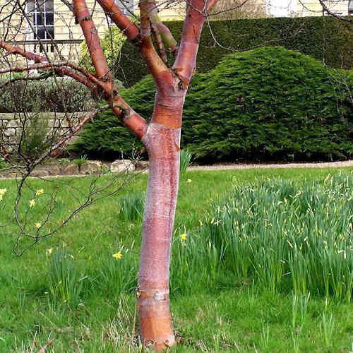 Betula albosinensis China Ruby
