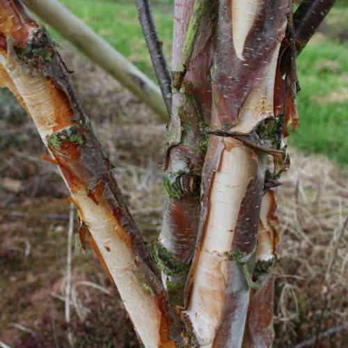 Betula albosinensis Fascination