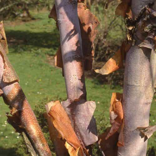 Betula albosinensis var. septentrionlis Kansu