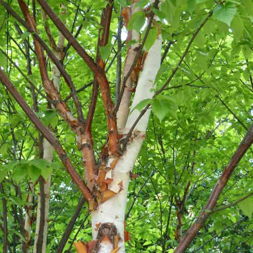 Betula albosinensis var. septentrionlis Kansu