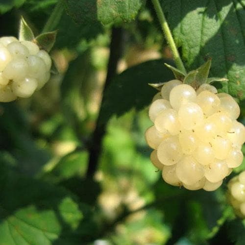 Blackberry Polar Berry® - Future Forests
