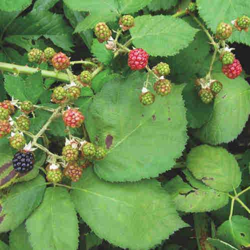 Blackberry Himalayan Giant