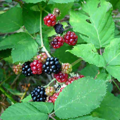 Blackberry Himalayan Giant