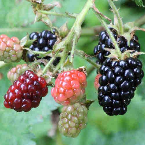 Blackberry Himalayan Giant