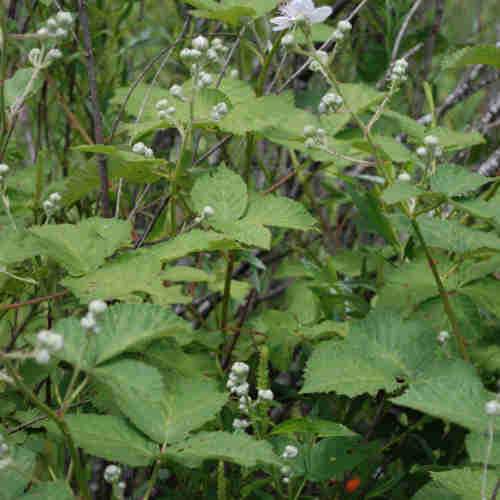 Blackberry Himalayan Giant