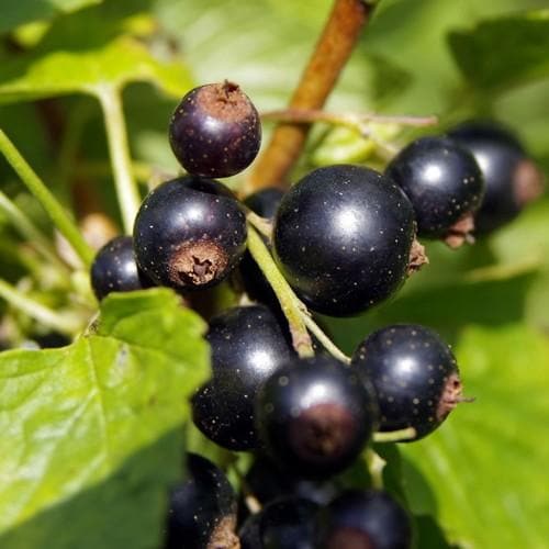 Blackcurrant Ben Tirran - Future Forests