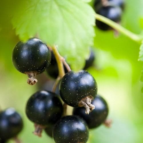 Blackcurrant Malling Jet - Future Forests