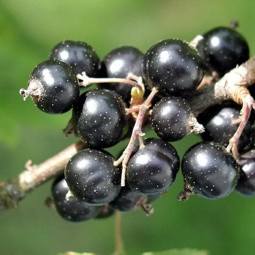 Blackcurrant Malling Jet - Future Forests