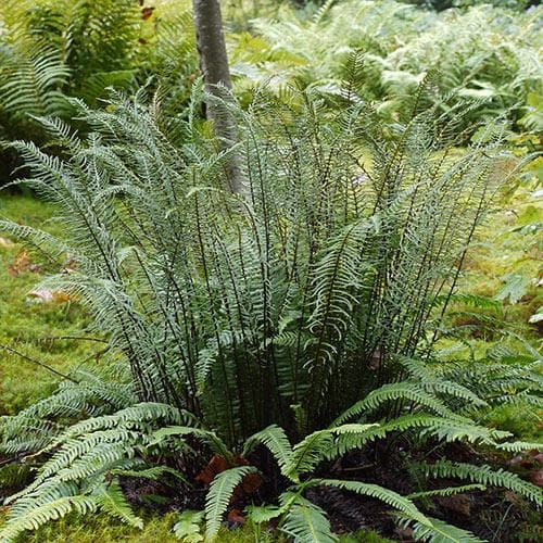 Blechnum spicant