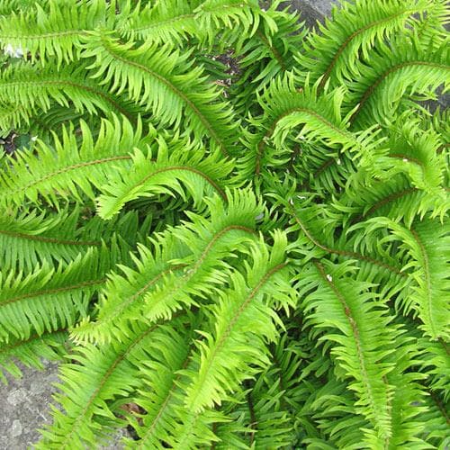 Blechnum spicant