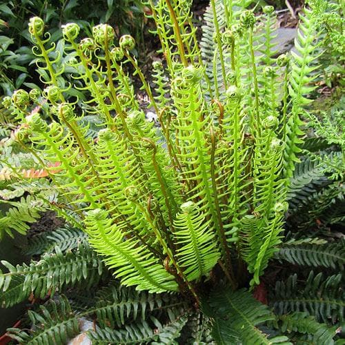 Blechnum spicant