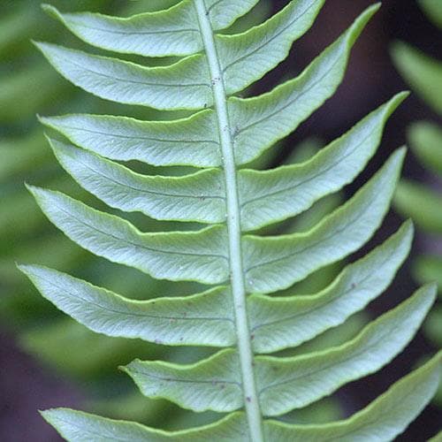 Blechnum spicant