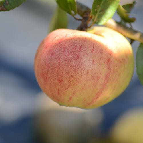 Apple Bloody Butcher - Future Forests