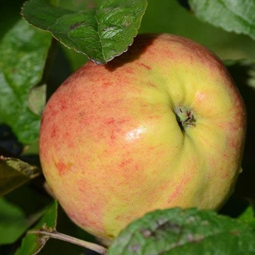 Apple Bloody Butcher - Future Forests