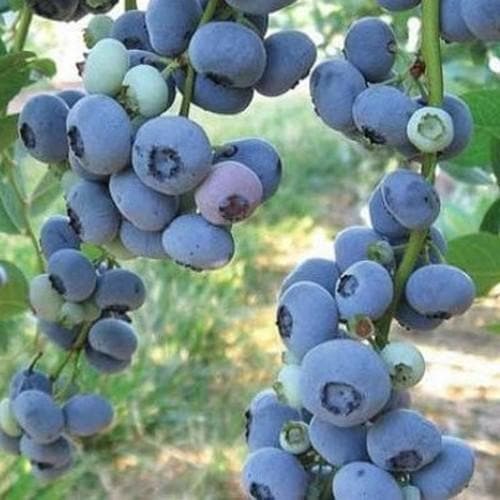 Blueberry Liberty®