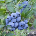 Blueberry Sweetheart®