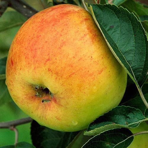 Apple Bountiful