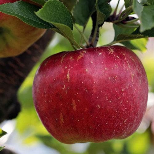 Apple Bountiful