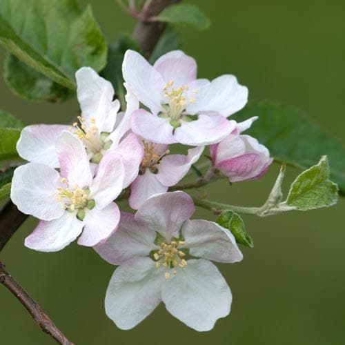 Apple Bramley’s Seedling - Future Forests