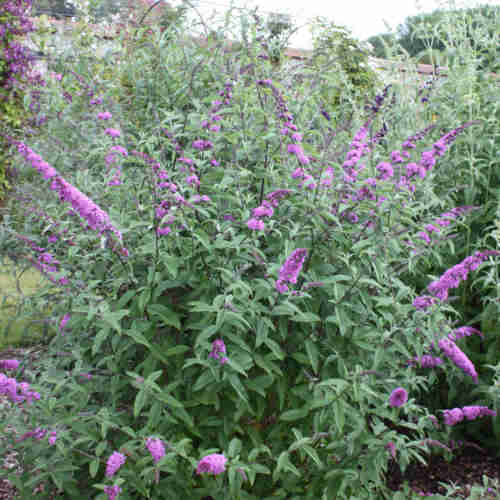 Buddleja davidii Border Beauty
