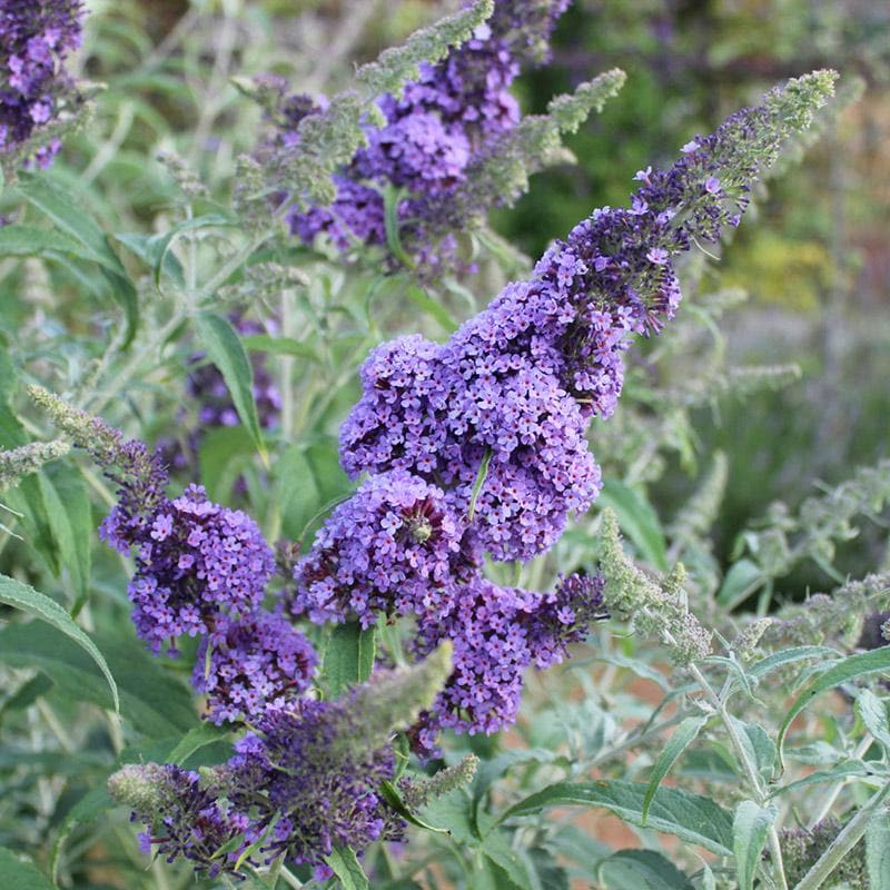 Buddleja davidii Buzz Sky Blue