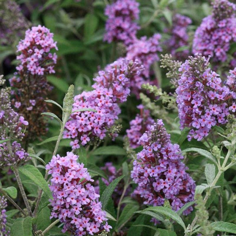 Buddleja davidii Buzz Sky Blue