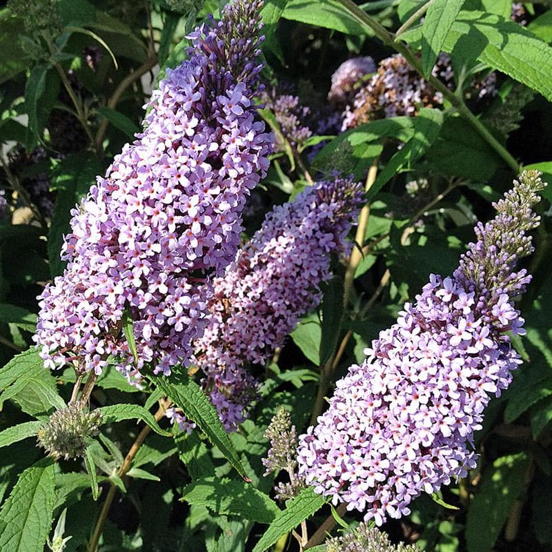 Buddleja davidii Buzz Sky Blue
