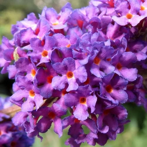 Buddleja davidii Black Knight - Future Forests