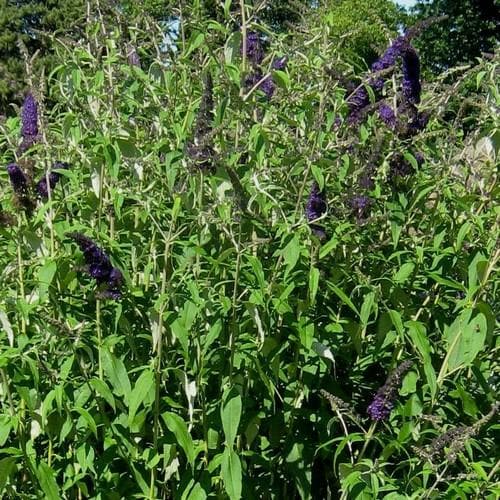 Buddleja davidii Black Knight - Future Forests