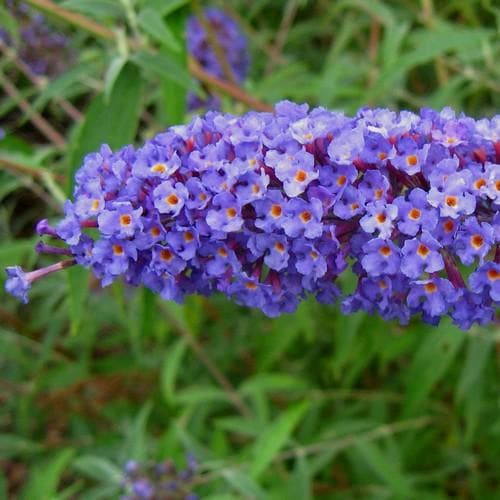 Buddleia davidii Nanho Blue - Future Forests