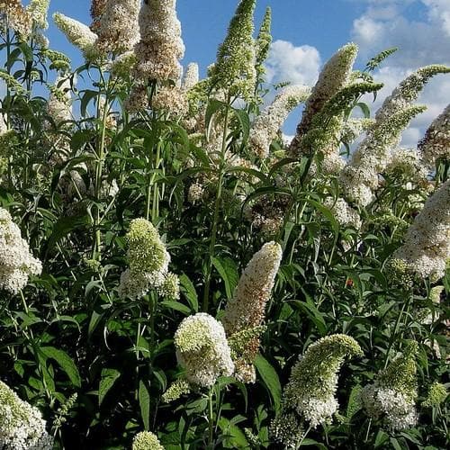 Buddleja davidii White Profusion - Future Forests