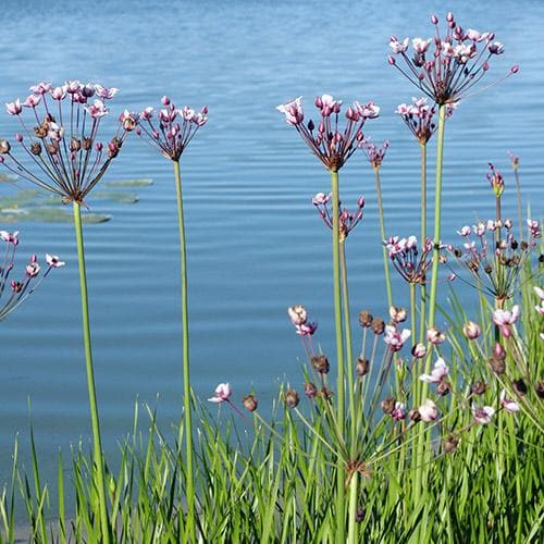 Butomus umbellatus - Flowering Rush