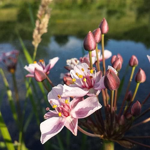 Butomus umbellatus - Flowering Rush