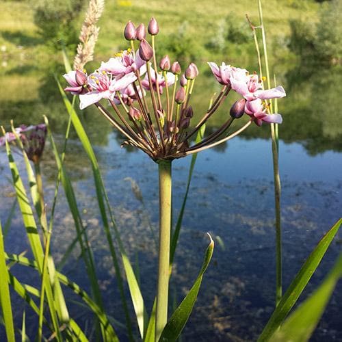 Butomus umbellatus - Flowering Rush