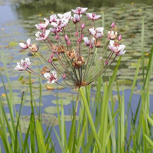 Butomus umbellatus - Flowering Rush
