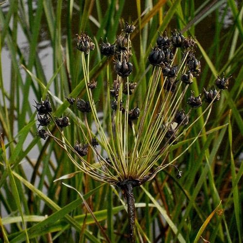 Butomus umbellatus - Flowering Rush