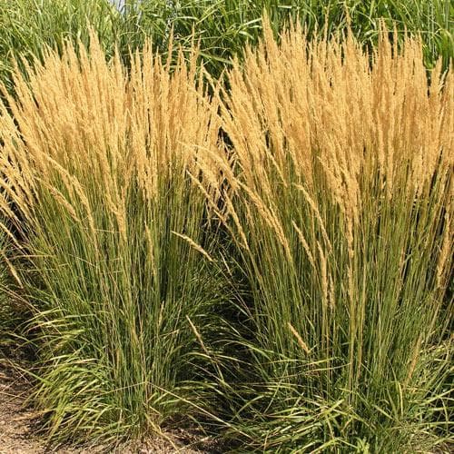 Calamagrostis Karl Foerster - Future Forests