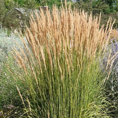 Calamagrostis Karl Foerster - Future Forests