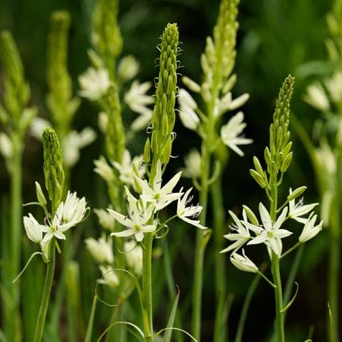 Camassia leichtlinii Alba - Future Forests