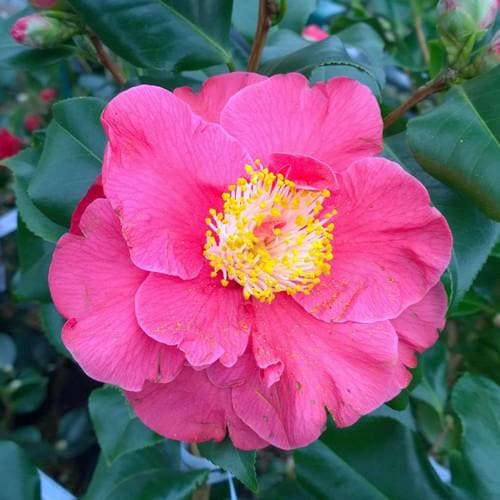 Camellia Dr King - Future Forests