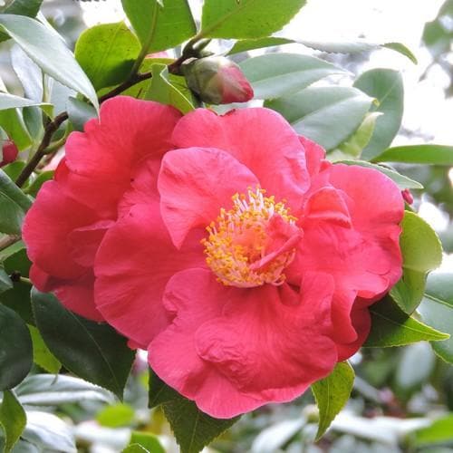 Camellia Dr King - Future Forests