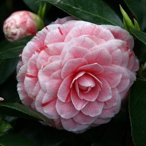 Camellia japonica Bonomiana - Future Forests