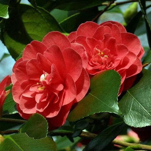 Camellia Lady Campbell - Future Forests
