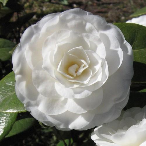 Camellia Mathotiana Alba - Future Forests