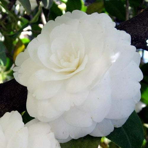 Camellia japonica Alba Plena - Future Forests